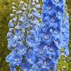 Arborix 6 x Delphinium 'Summer Skies' - Perenni Vaso 9cm x 9cm