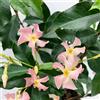 Bloomique - Set di 2 - Trachelospermum jasminoides - Gelsomino toscano - Rosa - Rampicante - Sempreverde - Resistente al freddo - Alta 50-70 cm - Vaso da 15 cm