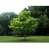 Vivaio di Castelletto Catalpa bignonioides Albero dei sigari pianta in vaso 2 litri h. 110/120 cm Vivaio di Castelletto