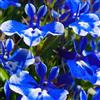 Generic semi di Lobelia erinus, giardino sul balcone serre balcone in vaso varietà antiche biologiche interna recisi Aiuole rialzate per il 125pcs