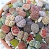 Generico SUNNYPLANTS - Semi Misti Lithops - Semi di Pietre Viventi, Semi Succulenti Colorati, Semi di Roccia Viva, Mesemb (100)