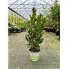 Vivaio di Castelletto Alloro di Grottammare Laurus nobilis pianta aromatica sempreverde da siepe in vaso ø14 cm h. 40/50 cm - Vivaio di Castelletto
