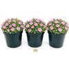 POWERS TO FLOWERS - DELOSPERMA ROSA, MESEMBRIANTEMO RIFIORENTE, 3 PIANTE IN VASO 14 cm DIAMETRO, piante vere