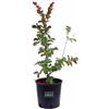Vivaio Garden Forest, Lagerstroemia Red Imperator rossa - Albero/arbusto a foglia caduca, Fioritura estiva rossa in racemi 10-20 cm, Per giardino e viali, Sole o mezz'ombra, Resistente fino a -10°C