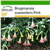 SAFLAX - Trombone d'angelo rosa - 10 semi - Con substrato - Brugmansia suaveolens Pink