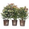 vannucci piante Viburnum tinus 'Eve Price', Viburno, Pianta vera in vaso Vannucci Piante, Pianta da terrazzo (cod. 23) (3x)