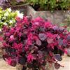 SVI CINESE FRINGEFLOWER Loropetalum chinense 5,15 SEMI (15+ SEMI)