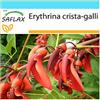 SAFLAX - Confezione regalo - Albero del corallo - 6 semi - Erythrina crista-galli