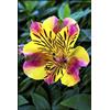 SVI ChinaMarket 100pcs / bag semi Alstroemeria Rare peruviano Lily Alstroemeria - semi planta