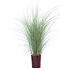 Vannucci Piante, Miscanthus, Pianta da terrazzo, Graminacee