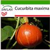 SAFLAX - Zucca di Hokkaido - 10 semi - Con substrato - Cucurbita maxima