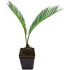 Vivaio di Castelletto Palma giapponese Cicas Cycas revoluta pianta in vaso ø9 cm Vivaio di Castelletto