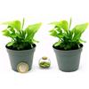 POWERS TO FLOWERS - ASPLENIUM NIDUM MICRO IDEALE PER TERRARIUM, VASO 5,5CM, 2 PIANTE, piante vere