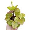 Generico Plectranthus verticillatus edera svedese begonia pianta milionaria portafortuna