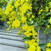 Generic Semi di gelsomino invernale giallo - Gelsomino nudiflorum - sempreverde resistente rampicanti resistenti esotiche da balcone 80pcs