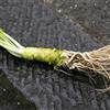 Generic wasabi verdi da giardino aromatiche semi di wasabi semi di medicinali biologiche rare vecchie varietà resistenti cucina esotica da 100semi