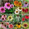 Generic Semi di echinacea, decorazione da giardino per esterni Semi di Echinacea purpurea, resistenti per il giardino 150pcs
