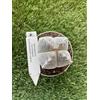 Vivaio Garden Forest Astrophytum Myriostigma Quadricostatum Vaso 10,5 cm - Cactus Stella Senza Spine, Pianta Grassa da Collezione