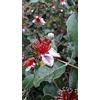 Vivaio di Castelletto Feijoa Acca sellowiana Guayabo del Brasile pianta in vaso ø19 cm h 40/50 cm Vivaio di Castelletto