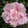 le Georgiche Vivai le Georgiche - Pianta vera di Hibiscus syriacus Pink Chiffon - vaso 6 Litri - Quadrato