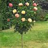 generico AMDGarden Pianta Rosa Oriental Peace ® Meilland Alberello Gialla Rossa Vaso 24 cm h 120 cm