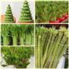 Generic Semi di bambù fortunato - d'appartamento esotiche Dracaena sanderiana, resistenti all'esterno 50pcs