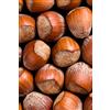 eGarden.store Pianta di Nocciolo Albero di Nocciolo diverse varietà Età 2 anni Pianta da frutto Pianta di Nocciole da mangiare pianta a esterno albero vero di Nocciolo venduto da eGarden.store (Comune)