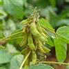 Generic semi di edamame, edamame, biologici da giardino resistenti perenni aiuole rialzate per giardino da balcone in serra 150pcs