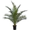 Bloomique - Phoenix Canariensis - Palma da dattero delle Canarie - Palma resistente - Piante da giardino - Altezza 140-160 cm - Vaso 28 cm