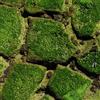 Generic semi di muschio - resistenti per il giardino Muschio di Bryophyta, vecchie varietà giardino roccioso resistenti regali 100pcs