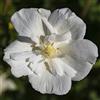 le Georgiche Vivai le Georgiche - Pianta vera di Hibiscus syriacus White Chiffon - vaso 6,5 Litri - Quadrato