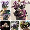 Generic Semi di Gynura aurantiaca,antiche varietà Semi di Gynura, semi di d'appartamento decorazione biologici 100pcs