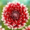 Generic Dalia Bulbi Zinnia Bulbi de fleur Dalia Bulbe Dalia Bulbi de dalia perenni Decorazione del giardino Decorazione del giardino