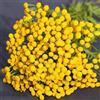Generic semi di tanaceto - balcone serra aiuola rialzata resistenti esterno giardino 500pcs