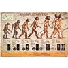 empireposter Educational - Poster educativo con stampa Human Evoluzione, dimensioni 91,5 x 61 cm + 2 listelli in alluminio 93,5 cm