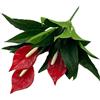 Generic Fiori artificiali di Anthurium, fiori finti realistici al tatto, pianta tropicale finta per la decorazione della casa (rosso)