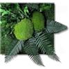 clorophilla. Quadro Vegetale con Piante Stabilizzate Vere e Naturali, No Manutenzione, Polvere, Idea Regalo, Profuma e Decora - No Cornice 30x30 (Nature Verde)