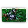 clorophilla. Quadro Vegetale con Piante Vere Stabilizzate e Roccia Finta, No Manutenzione, Polvere, Idea Regalo, Profuma e Decora - Cornice Bianca Legno (24x30