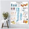 Ling88 Poster da Parete Vene Varicose Grafico Poster Stampa su Tela Pittura Immagini A Parete per L'Educazione Medica Medici Ufficio Aula Poster E Stampe - 50X70 Cm