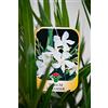 Vannucci Piante - Nerium oleander, Oleandro, Pianta vera in vaso (Bianco)