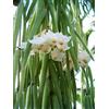 PERAGASHOP 1 PIANTA DI HOYA LINEARIS FIORE DI CERA VASO 14CM Perenni