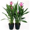 Generic CURCUMA, 1 PIANTE, vaso 14cm, pianta vera Terre di Romagna SEMI UTILIZZABILI PER FARE LA CURCUMA, OTTIMA PER PIETANZE SPEZIE ORIENTALI