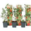 Plant in a Box - Set di 3 Lycium Barbarum - Piante di Goji - Vaso 9cm - Altezza 25-40cm