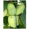 Generico Vivaio Garden Forest - Asimina triloba prima 1216, banano di montagna del nord innestato autofertile, pianta da frutto, banano pianta, h 60cm