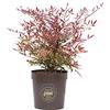 vannucci piante Nandina domestica, Pianta vera in vaso Vannucci Piante, Pianta da terrazzo (cod.22) (1x)