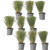 Plant in a Box - Stipa - Set di 9 - 'Pony Tail' - Erba ornamentale - Vaso 9cm - Altezza 20-30cm