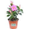 eGarden.store pianta di Dipladenia pianta da fiore di dipladenia da balcone pianta da fiore vera pianta in vaso di dipladenia venduta da eGarden.store (Rosa)
