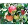 Vivaio di Castelletto Melo pianta da frutta innestata di 2/3 anni in vaso da 5 litri MADE IN ITALY Vivaio di Castelletto