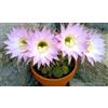 Generic RARA ECHINOPSIS MULTIPLEX oxygona exotique graines de cactus lys de Pâques 20, GRANI -