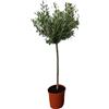 Sunny Tree - Albero di ulivo alto 130 centimetri - Olea europaea - Resistente fino a -18 - Fruttificazione - Albero da frutto - Luoghi soleggiati - Ulivi per esterni